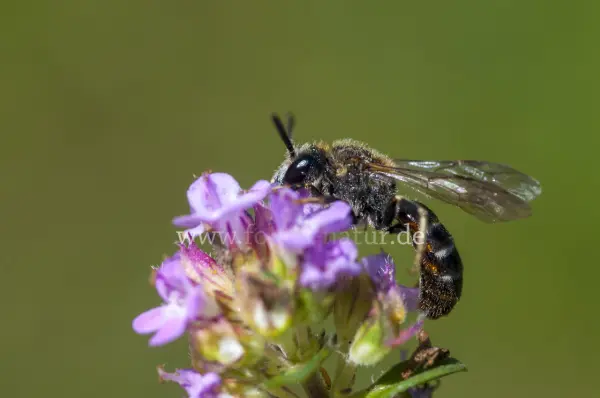 Fokus-Natur Bild