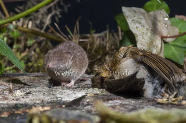 Fokus-Natur Bild