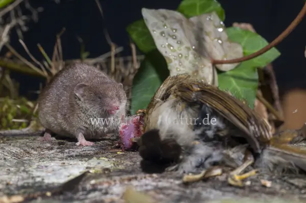 Fokus-Natur Bild
