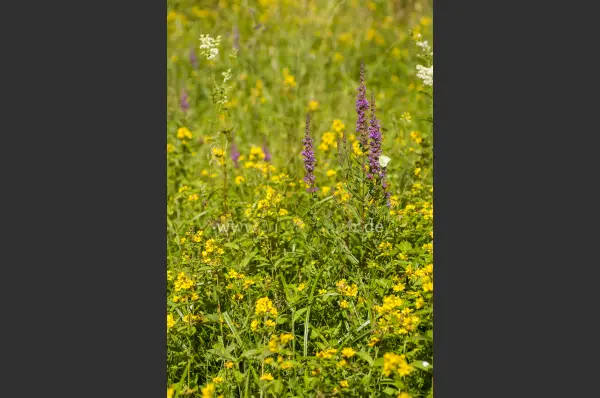 Fokus-Natur Bild