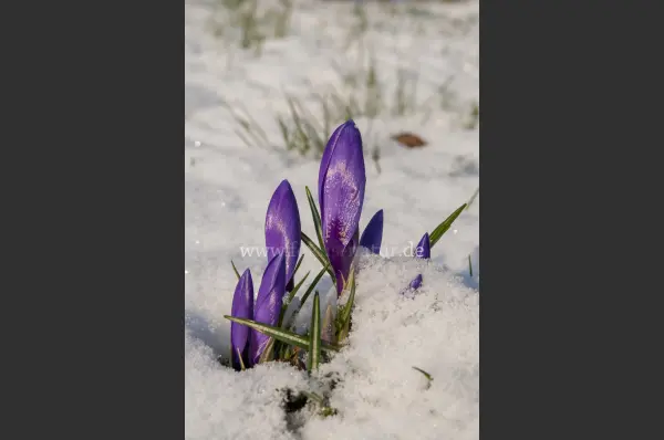 Fokus-Natur Bild