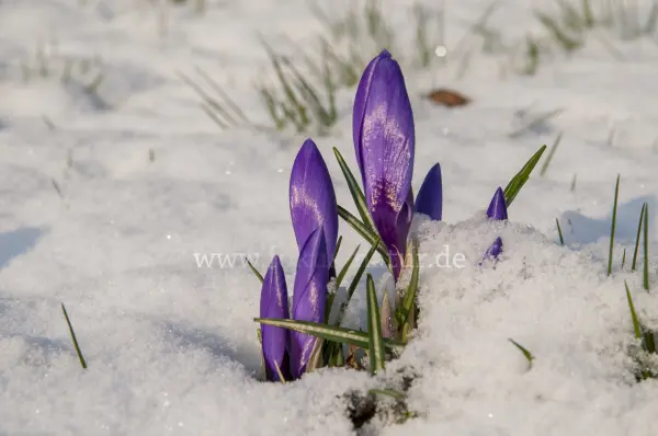 Fokus-Natur Bild