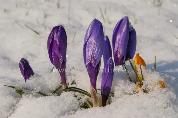 Fokus-Natur Bild