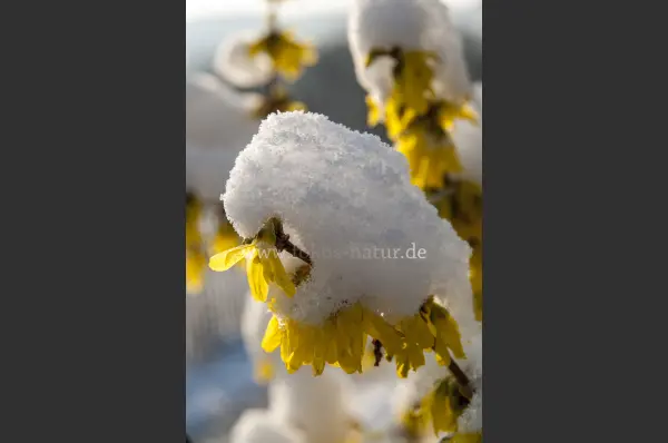 Fokus-Natur Bild