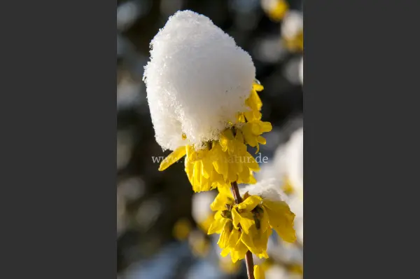 Fokus-Natur Bild