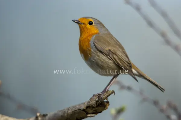 Fokus-Natur Bild