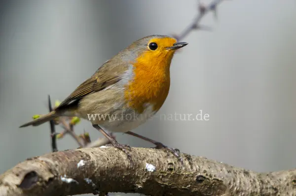 Fokus-Natur Bild