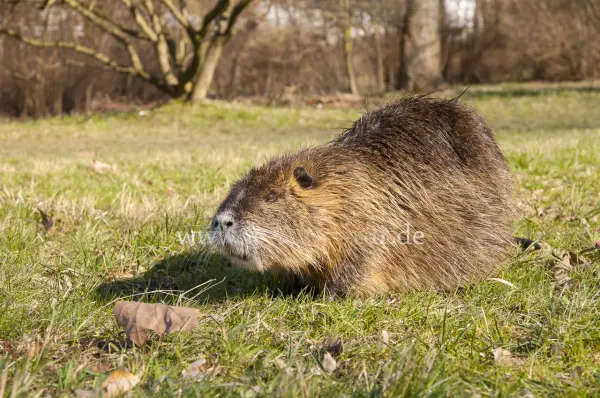 Fokus-Natur Bild