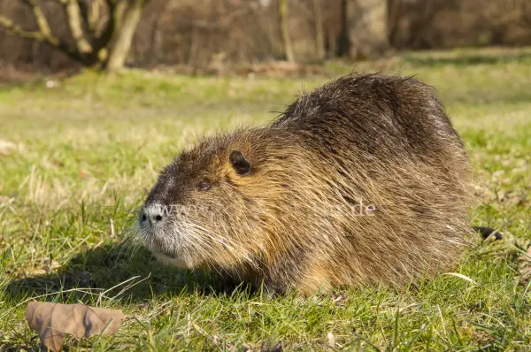 Fokus-Natur Bild