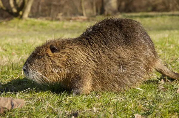 Fokus-Natur Bild