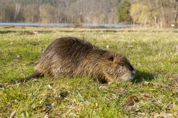Fokus-Natur Bild