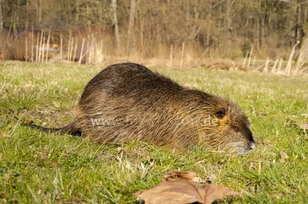 Fokus-Natur Bild