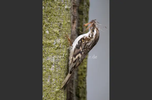 Fokus-Natur Bild