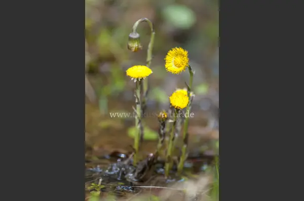 Fokus-Natur Bild