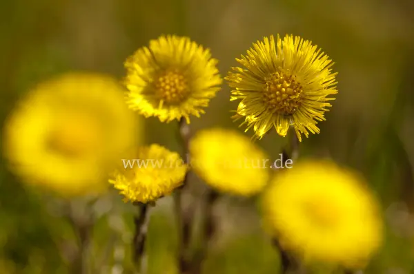 Fokus-Natur Bild