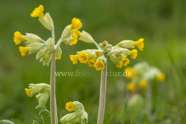 Fokus-Natur Bild