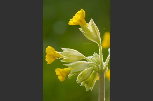 Fokus-Natur Bild