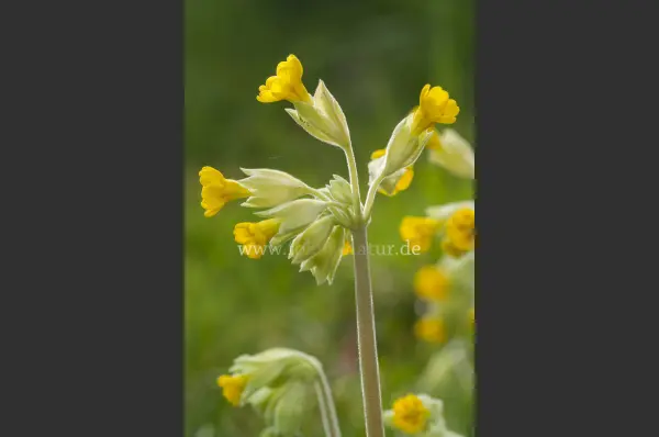 Fokus-Natur Bild