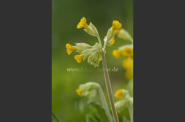 Fokus-Natur Bild