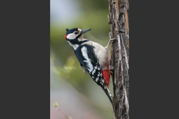 Fokus-Natur Bild