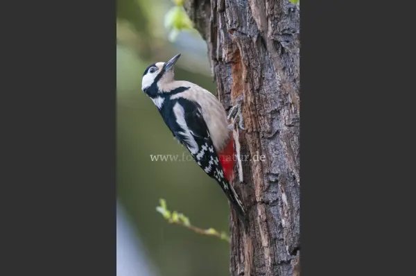 Fokus-Natur Bild