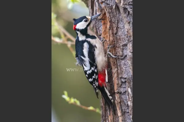 Fokus-Natur Bild