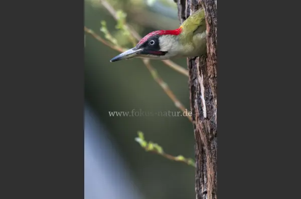 Fokus-Natur Bild