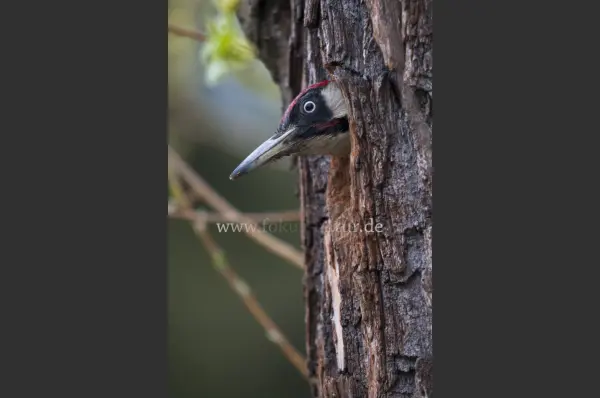 Fokus-Natur Bild