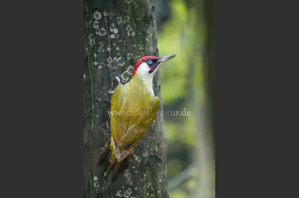Fokus-Natur Bild