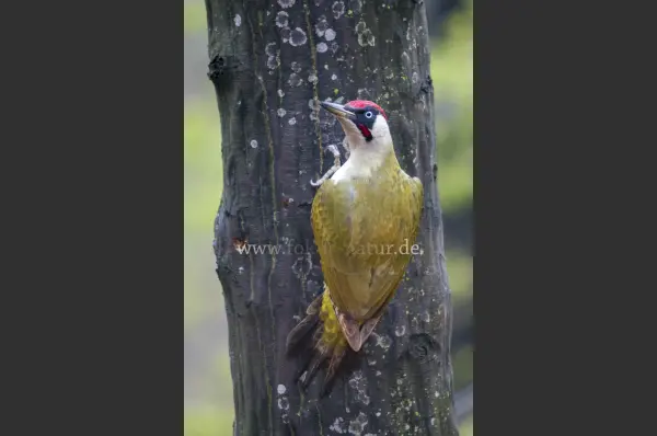 Fokus-Natur Bild