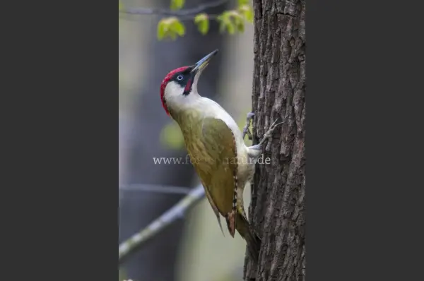 Fokus-Natur Bild