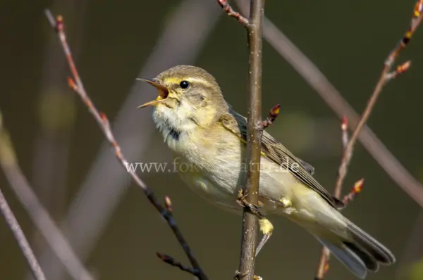 Fokus-Natur Bild