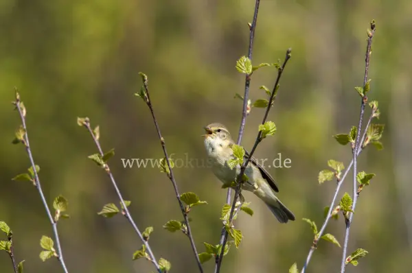 Fokus-Natur Bild