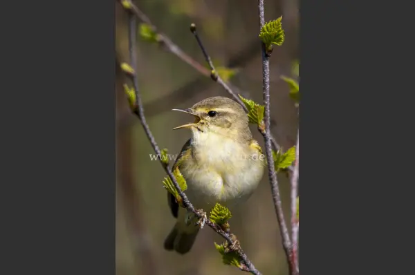 Fokus-Natur Bild