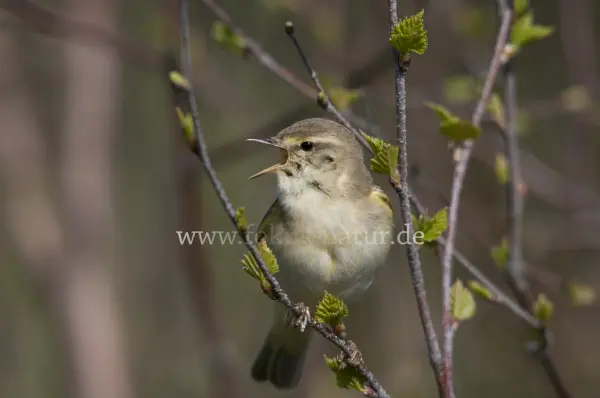 Fokus-Natur Bild