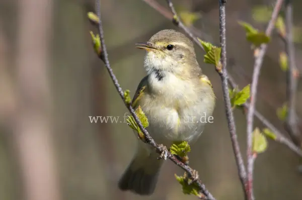 Fokus-Natur Bild