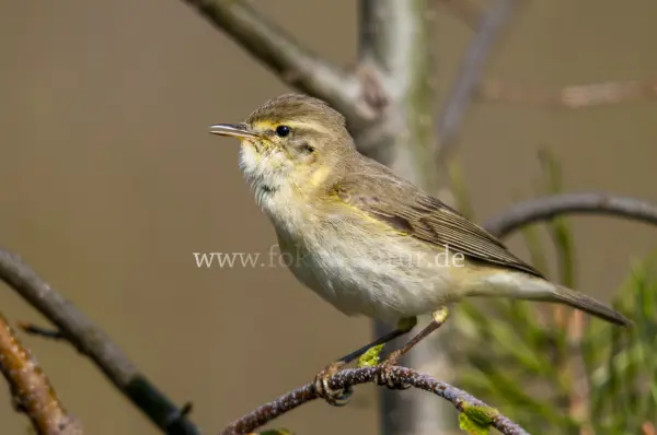 Fokus-Natur Bild