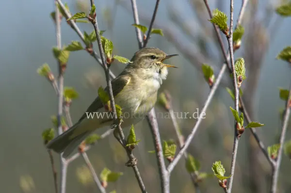 Fokus-Natur Bild