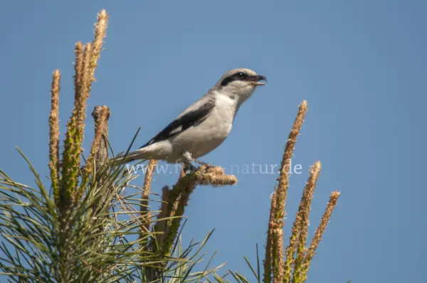 Fokus-Natur Bild