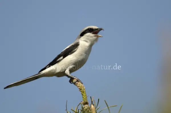 Fokus-Natur Bild