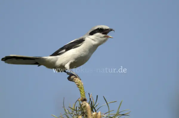 Fokus-Natur Bild