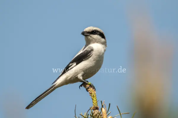 Fokus-Natur Bild