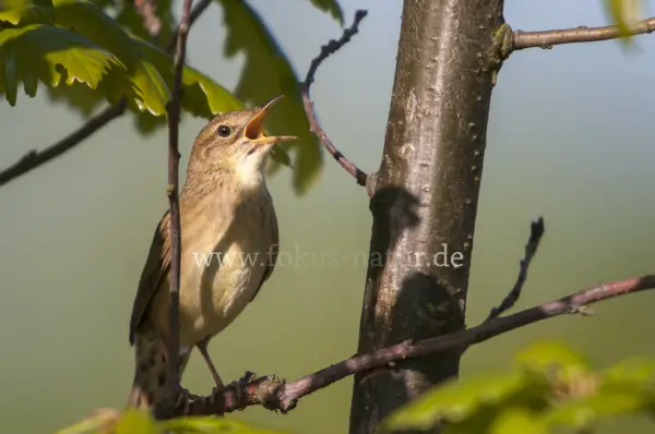 Fokus-Natur Bild