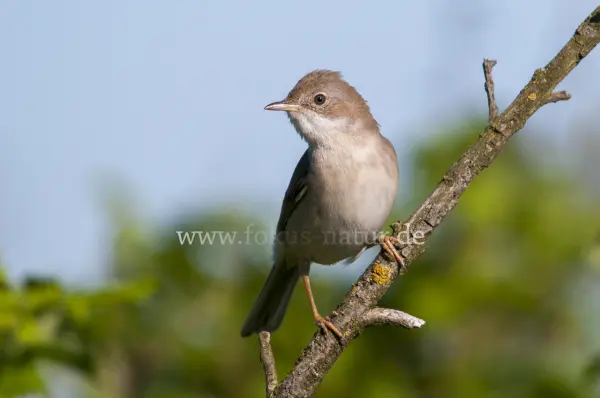 Fokus-Natur Bild