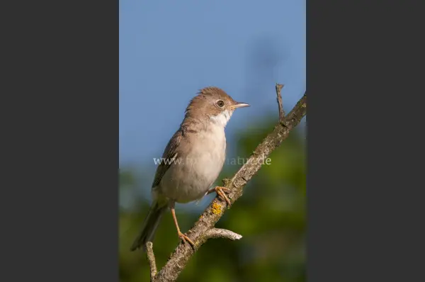 Fokus-Natur Bild