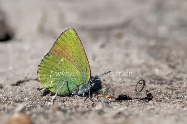 Fokus-Natur Bild