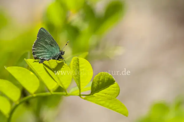 Fokus-Natur Bild