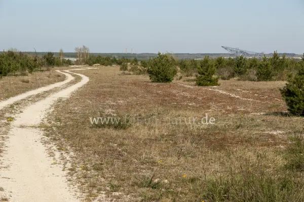 Fokus-Natur Bild