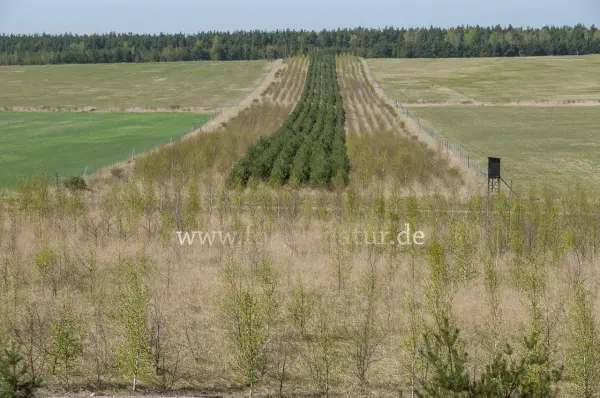 Fokus-Natur Bild
