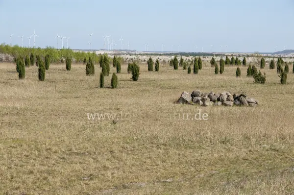 Fokus-Natur Bild